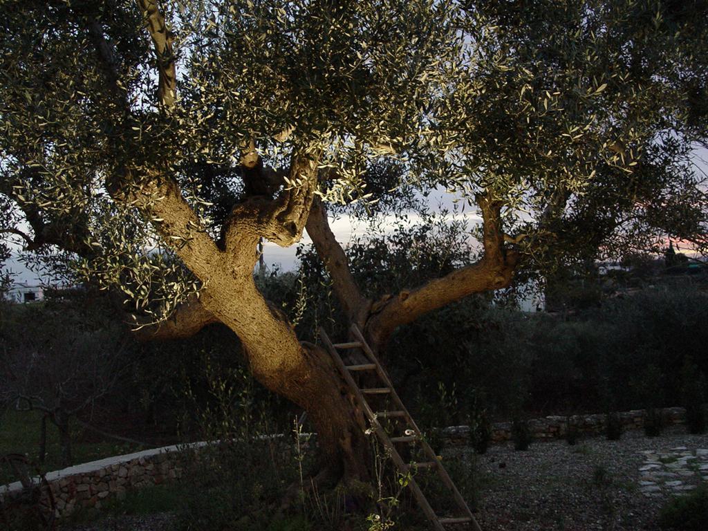 Trullo Sereno Angelo ロコロトンド エクステリア 写真